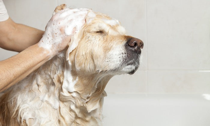 How to Choose the Right Shampoo for Your Pet’s Sensitive Skin