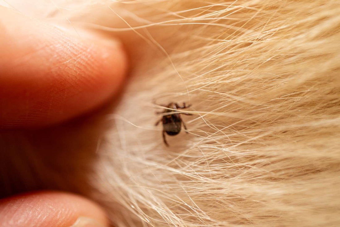 Tick & Flea Protection for Dogs: Keeping Your Pet Safe, Happy, and Pest-Free