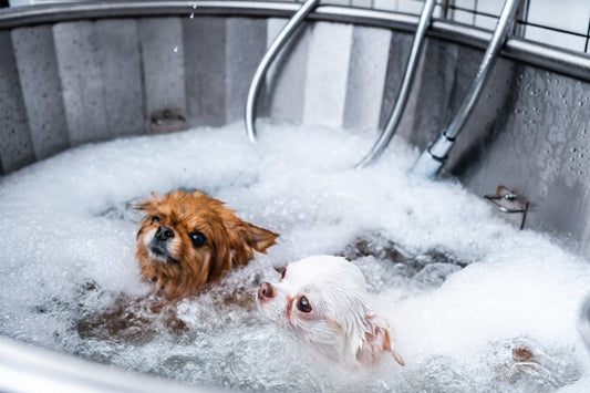 How Often Should You Bathe Your Pet? A Guide for Healthy Skin and a Happy Coat